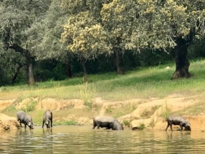 La alimentación del cerdo ibérico.