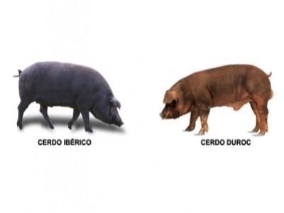 Cómo diferenciar un Jamón Serrano Duroc