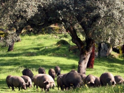 La influencia del clima en el jamón ibérico
